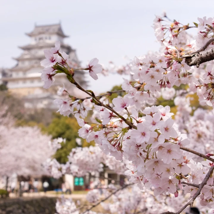 Japonia Cireșilor Înfloriți, Tur Clasic